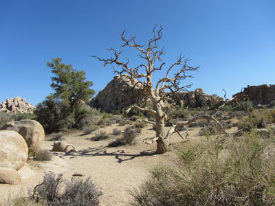 Miles of stinking desert